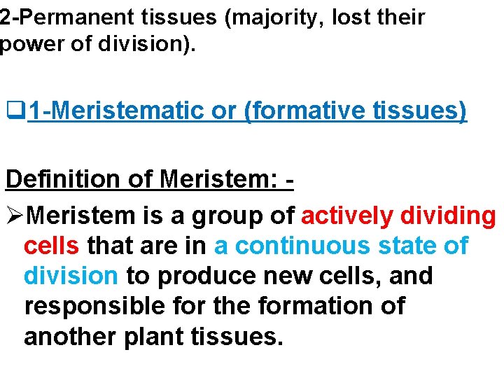2 -Permanent tissues (majority, lost their power of division). q 1 -Meristematic or (formative