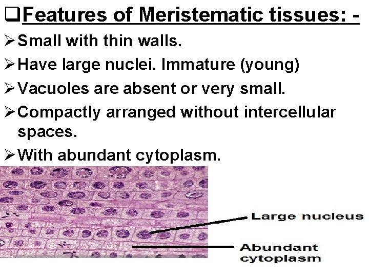 q. Features of Meristematic tissues: Ø Small with thin walls. Ø Have large nuclei.