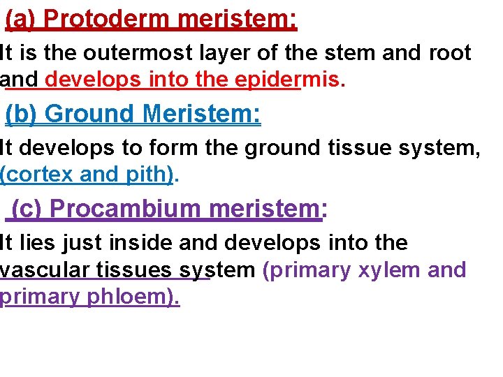 (a) Protoderm meristem: It is the outermost layer of the stem and root and