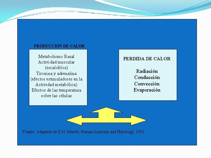 PRODUCCIÓN DE CALOR Metabolismo Basal Actividad muscular (escalofríos) Tiroxina y adrenalina (efectos estimuladores en