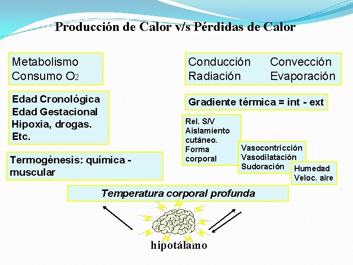 Producción de Calor v/s Pérdidas de Calor Metabolismo Consumo O 2 Conducción Radiación Edad