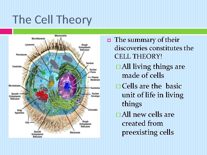 The Cell Theory The summary of their discoveries constitutes the CELL THEORY! � All