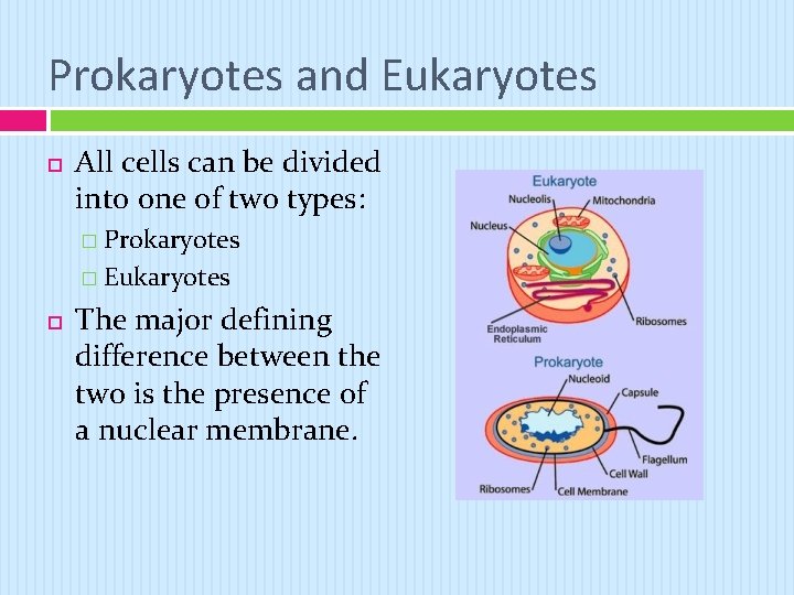 Prokaryotes and Eukaryotes All cells can be divided into one of two types: �