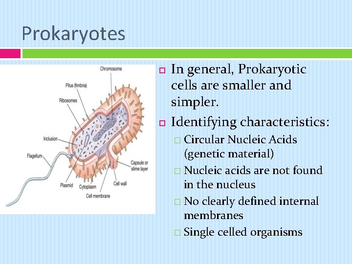 Prokaryotes In general, Prokaryotic cells are smaller and simpler. Identifying characteristics: � Circular Nucleic