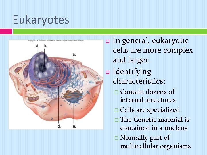 Eukaryotes In general, eukaryotic cells are more complex and larger. Identifying characteristics: � Contain