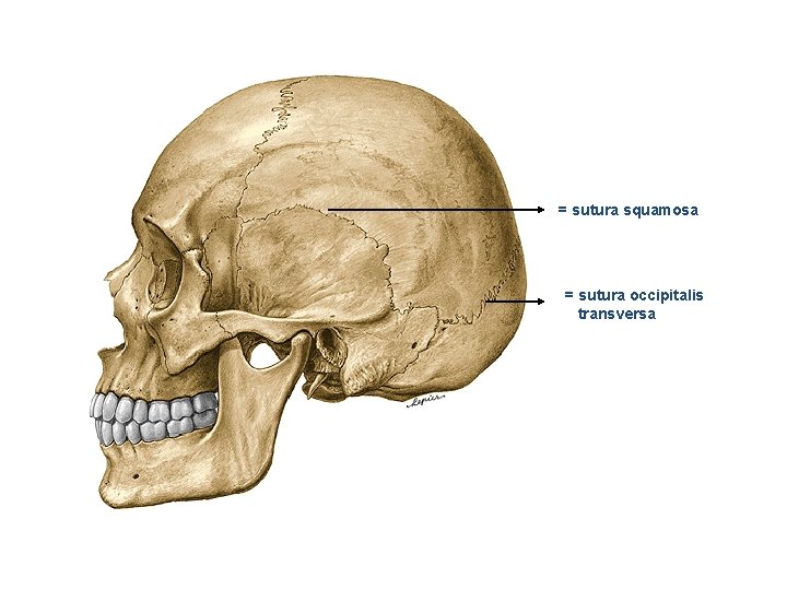 = sutura squamosa = sutura occipitalis transversa 