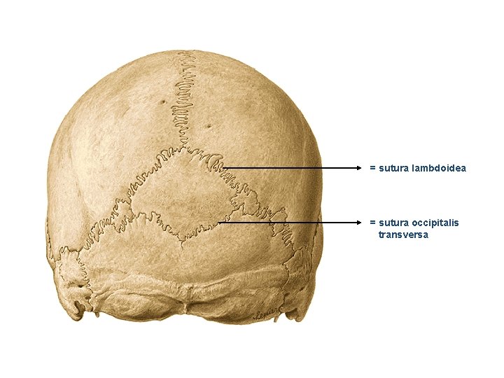 = sutura lambdoidea = sutura occipitalis transversa 