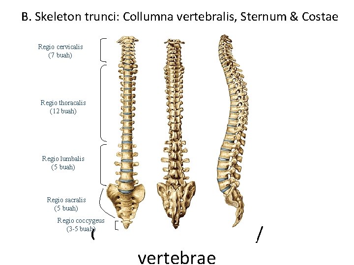 B. Skeleton trunci: Collumna vertebralis, Sternum & Costae Regio cervicalis (7 buah) Regio thoracalis