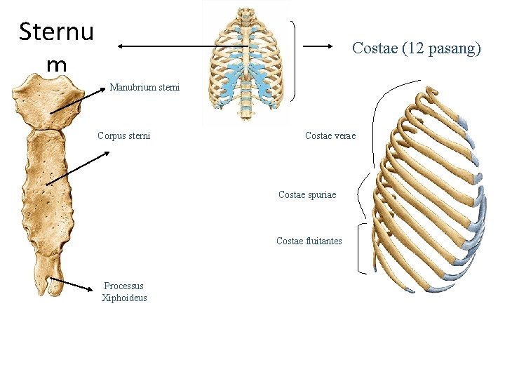 Sternu m Costae (12 pasang) Manubrium sterni Corpus sterni Costae verae Costae spuriae Costae