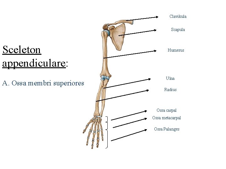 Clavikula Scapula Sceleton appendiculare: A. Ossa membri superiores Humerus Ulna Radius Ossa carpal Ossa