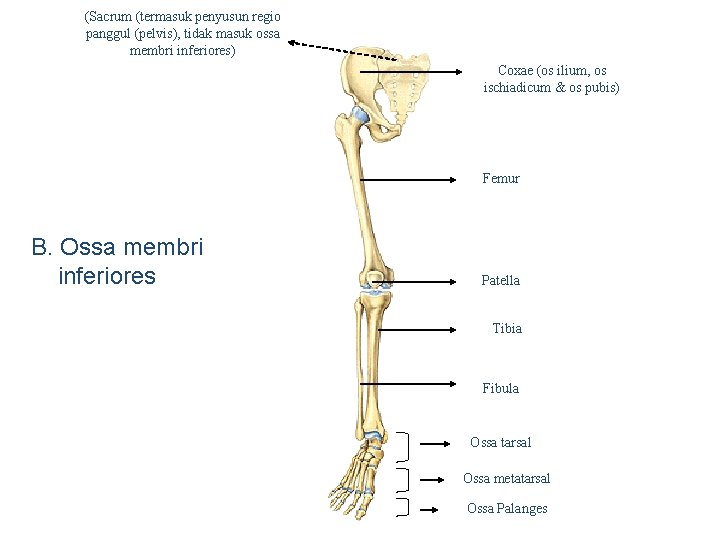(Sacrum (termasuk penyusun regio panggul (pelvis), tidak masuk ossa membri inferiores) Coxae (os ilium,