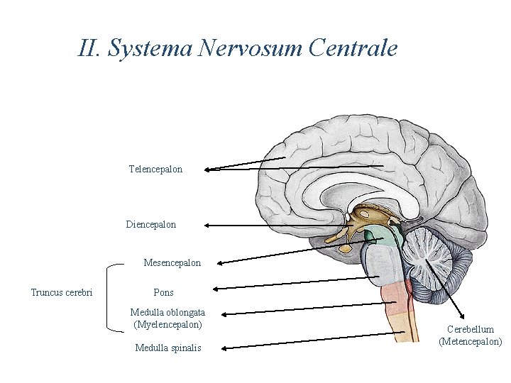 II. Systema Nervosum Centrale Telencepalon Diencepalon Mesencepalon Truncus cerebri Pons Medulla oblongata (Myelencepalon) Medulla