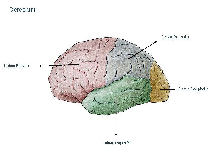 Cerebrum Lobus Parietalis Lobus frontalis Lobus Occipitalis Lobus temporalis 