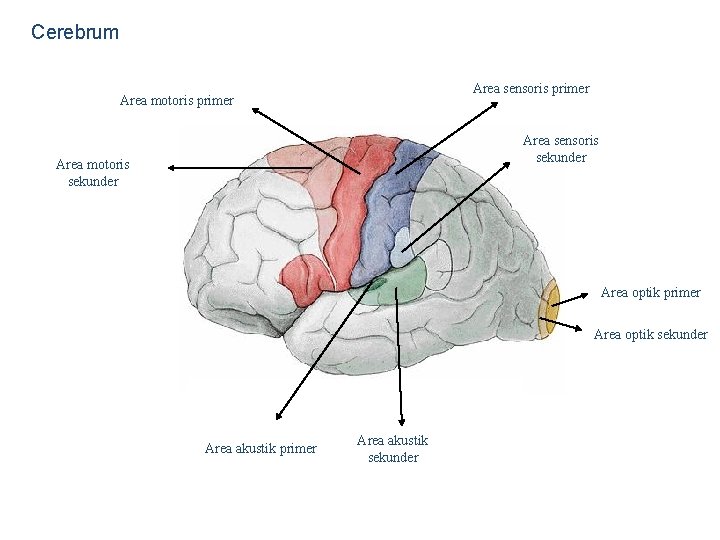 Cerebrum Area sensoris primer Area motoris primer Area sensoris sekunder Area motoris sekunder Area