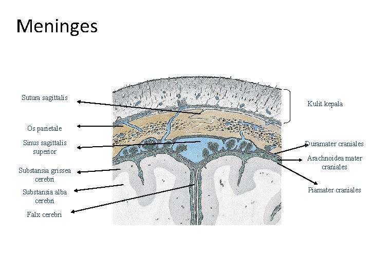 Meninges Sutura sagittalis Kulit kepala Os parietale Sinus sagittalis superior Substansia grissea cerebri Substansia