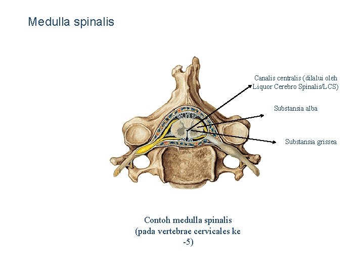 Medulla spinalis Canalis centralis (dilalui oleh Liquor Cerebro Spinalis/LCS) Substansia alba Substansia grissea Contoh