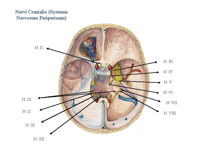 Nervi Cranialis (Systema Nervosum Peripericum) N. III N. IV N. VI N. IX N.