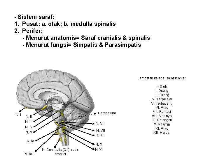 - Sistem saraf: 1. Pusat: a. otak; b. medulla spinalis 2. Perifer: - Menurut