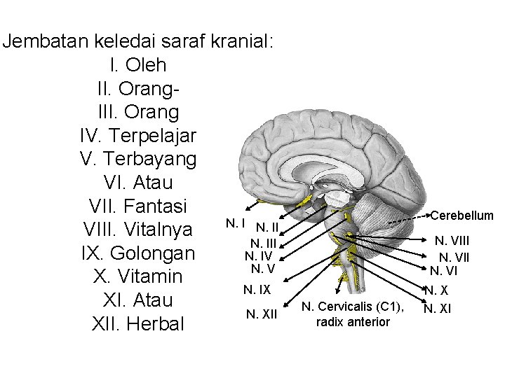 Jembatan keledai saraf kranial: I. Oleh II. Orang. III. Orang IV. Terpelajar V. Terbayang