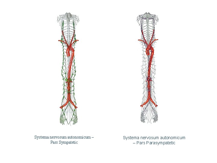 Systema nervosum autonomicum – Pars Sympatetic Systema nervosum autonomicum – Pars Parasympatetic 