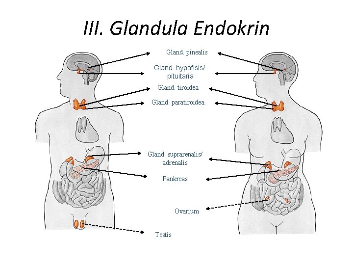 III. Glandula Endokrin Gland. pinealis Gland. hypofisis/ pituitaria Gland. tiroidea Gland. paratiroidea Gland. suprarenalis/