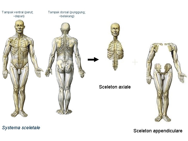 Tampak ventral (perut; ~depan) Tampak dorsal (punggung; ~belakang) + Sceleton axiale Systema sceletale Sceleton