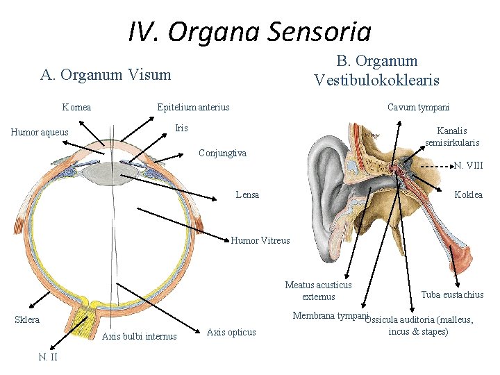 IV. Organa Sensoria B. Organum Vestibulokoklearis A. Organum Visum Kornea Humor aqueus Epitelium anterius