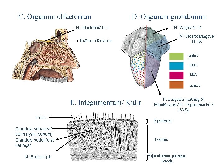 C. Organum olfactorium D. Organum gustatorium N. olfactorius/ N. I N. Vagus/ N. X