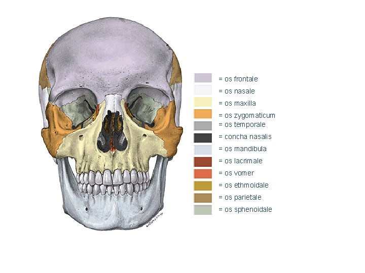 = os frontale = os nasale = os maxilla = os zygomaticum = os