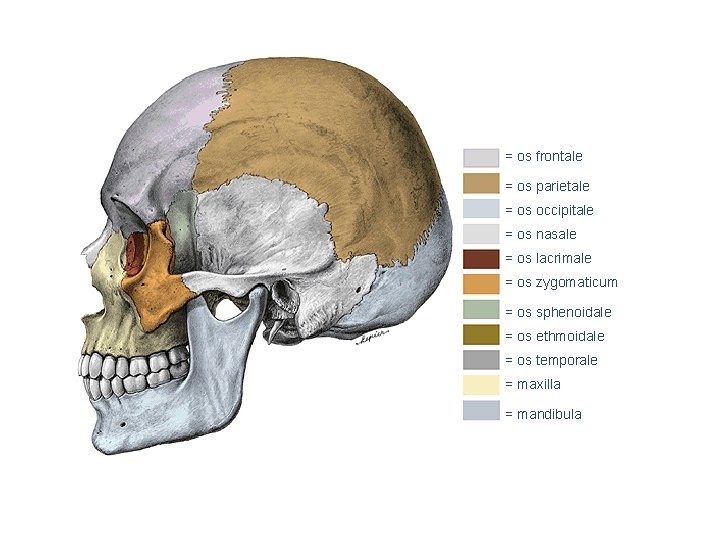 = os frontale = os parietale = os occipitale = os nasale = os