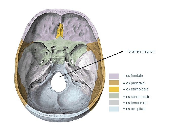 = foramen magnum = os frontale = os parietale = os ethmoidale = os