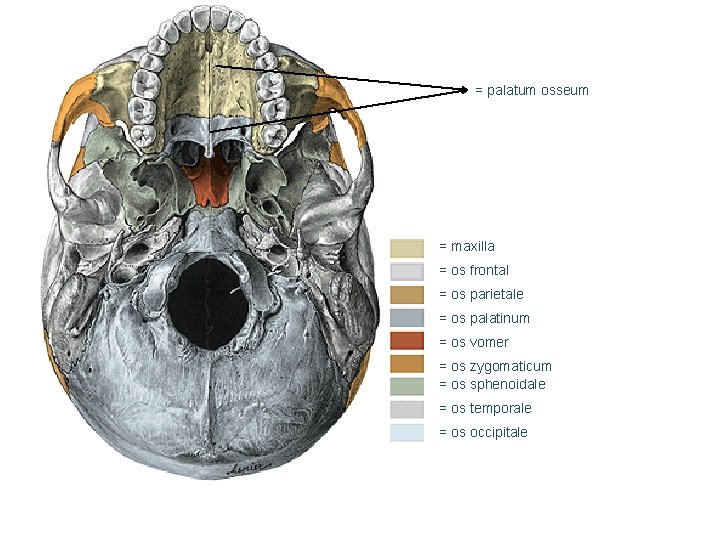 = palatum osseum = maxilla = os frontal = os parietale = os palatinum