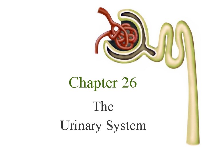 Chapter 26 The Urinary System 