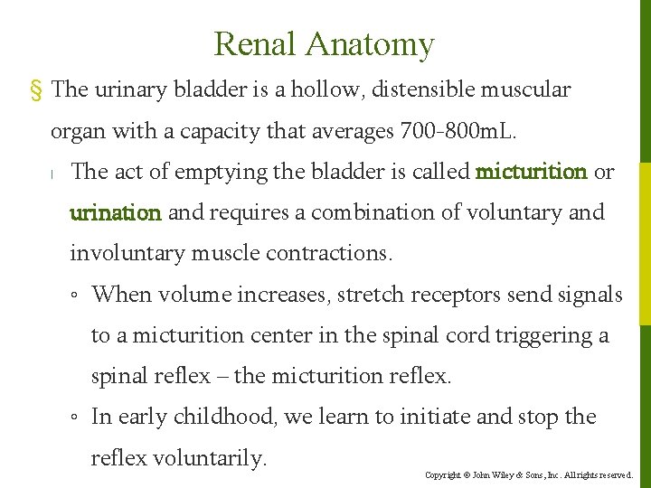 Renal Anatomy § The urinary bladder is a hollow, distensible muscular organ with a