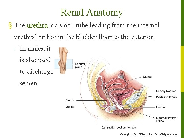 Renal Anatomy § The urethra is a small tube leading from the internal urethral Renal Anatomy § The urethra is a small tube leading from the internal urethral