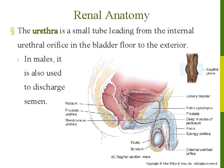 Renal Anatomy § The urethra is a small tube leading from the internal urethral