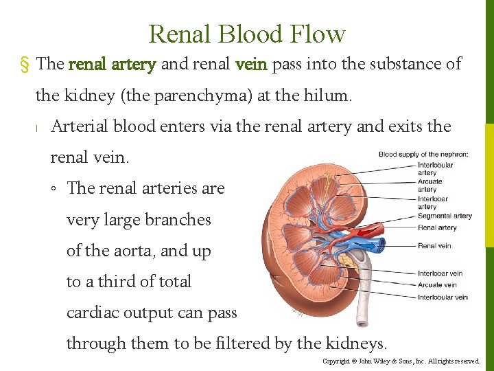 Renal Blood Flow § The renal artery and renal vein pass into the substance