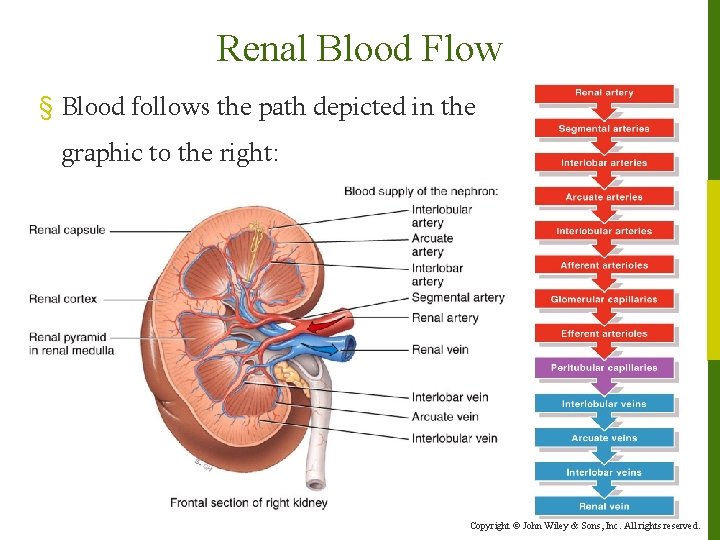 Renal Blood Flow § Blood follows the path depicted in the graphic to the