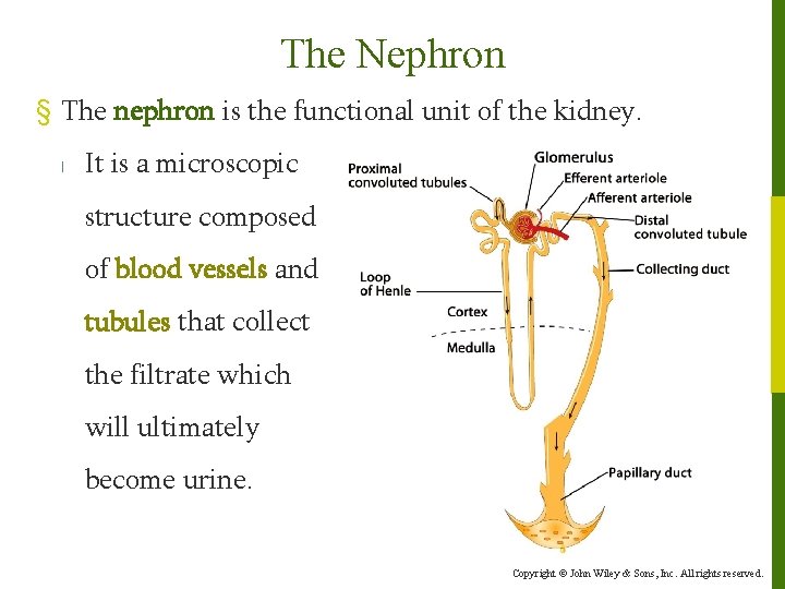 The Nephron § The nephron is the functional unit of the kidney. l It