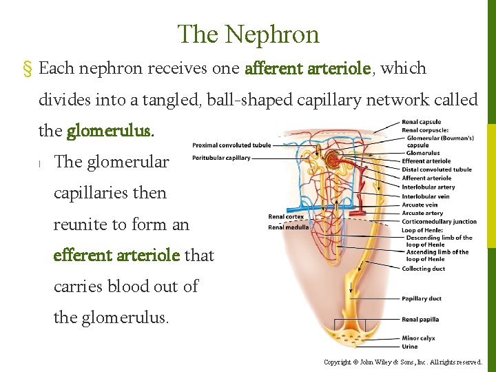 The Nephron § Each nephron receives one afferent arteriole, which divides into a tangled,