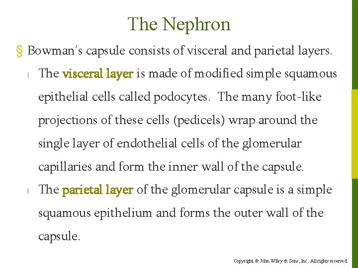 The Nephron § Bowman’s capsule consists of visceral and parietal layers. l The visceral