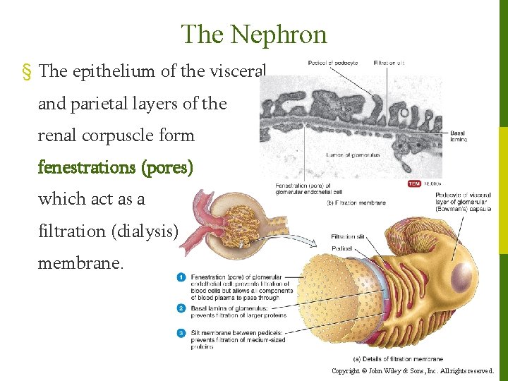The Nephron § The epithelium of the visceral and parietal layers of the renal