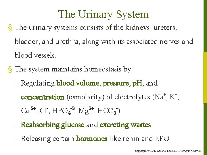 The Urinary System § The urinary systems consists of the kidneys, ureters, bladder, and