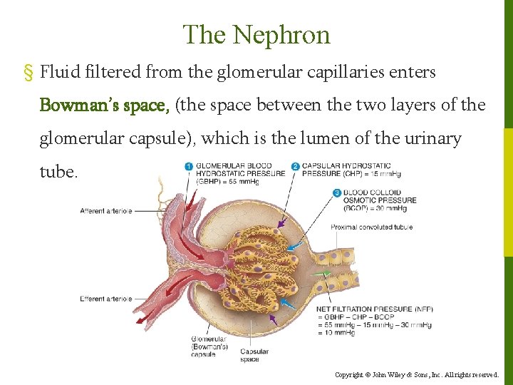 The Nephron § Fluid filtered from the glomerular capillaries enters Bowman’s space, (the space