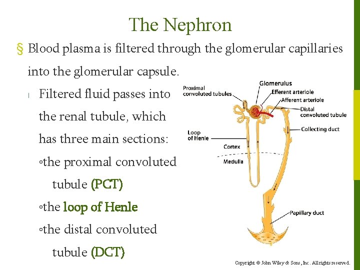 The Nephron § Blood plasma is filtered through the glomerular capillaries into the glomerular