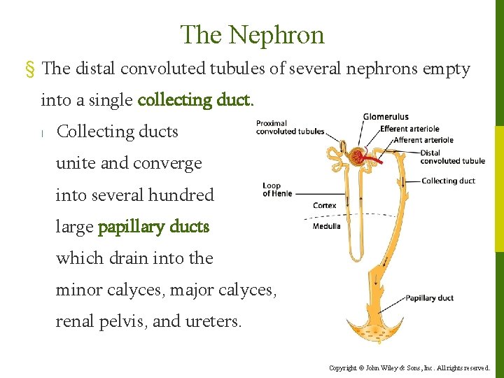 The Nephron § The distal convoluted tubules of several nephrons empty into a single