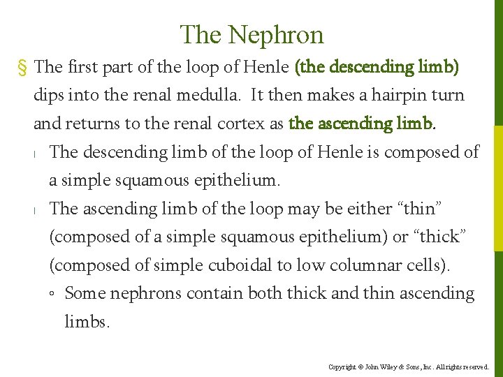 The Nephron § The first part of the loop of Henle (the descending limb)