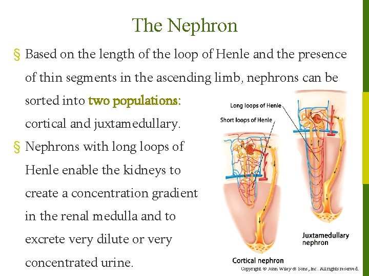 The Nephron § Based on the length of the loop of Henle and the