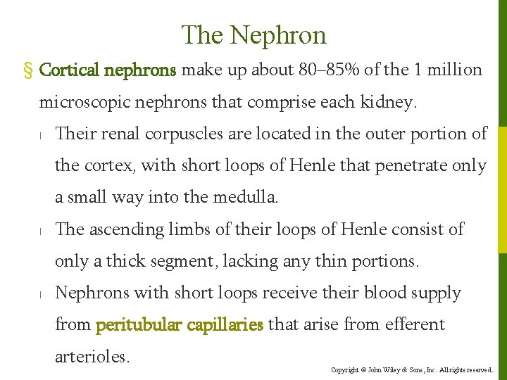 The Nephron § Cortical nephrons make up about 80– 85% of the 1 million