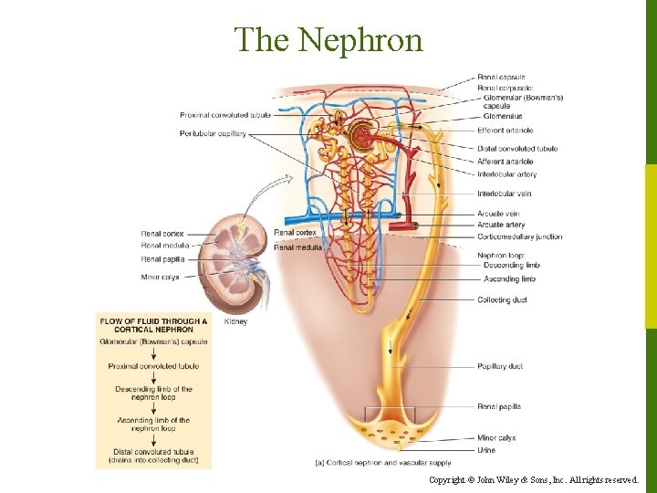 The Nephron Copyright © John Wiley & Sons, Inc. All rights reserved. 